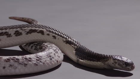 spitting cobra slithering on backdrop nature documentary