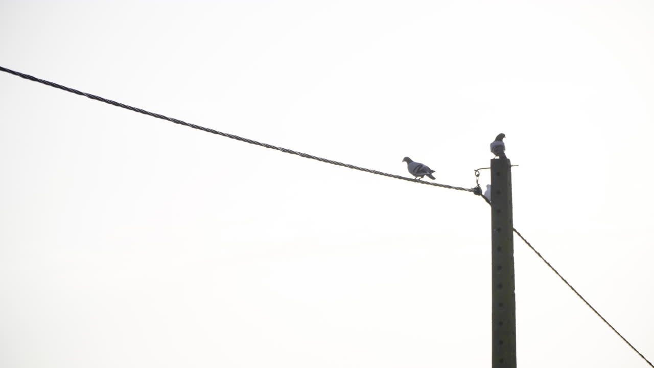 los pájaros se sientan en un cable eléctrico y uno vuela lejos del poste
