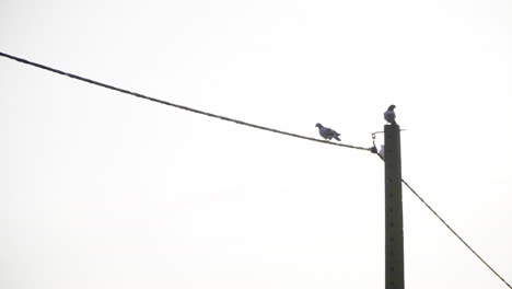 los pájaros se sientan en un cable eléctrico y uno vuela lejos del poste