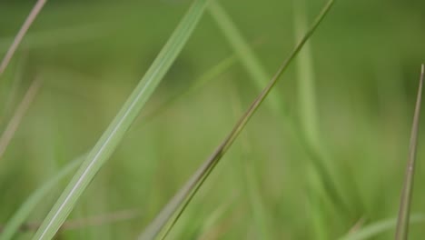 a perennial grass native to tropical and subtropical asia and also introduced to several countries