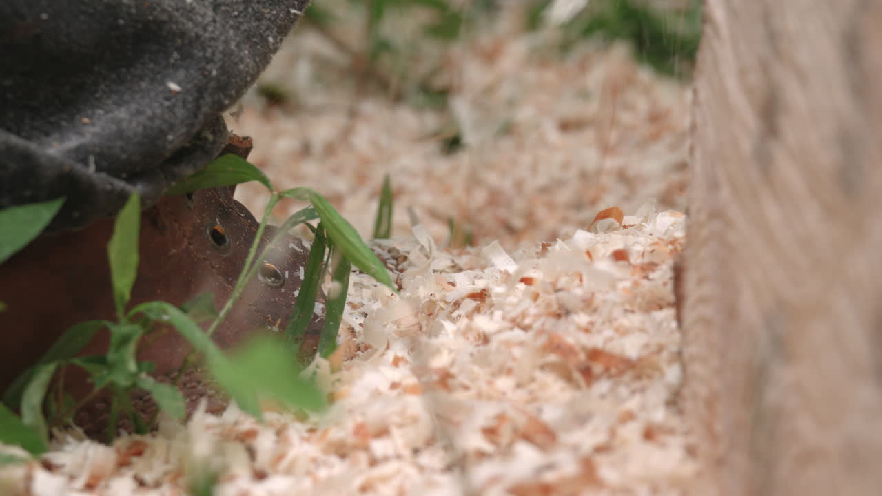View of wood chips piling up over feet of lumberjack operating chainsaw