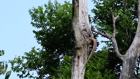 El-Lagarto-Monitor-Nublado-Se-Encuentra-En-Tailandia-Y-Otros-Países-De-Asia