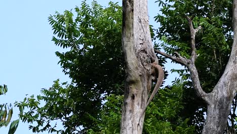 el lagarto monitor nublado se encuentra en tailandia y otros países de asia
