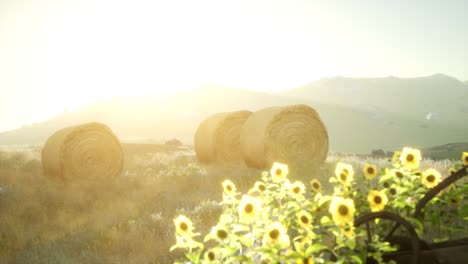 Balas-De-Heno-En-La-Puesta-Del-Sol