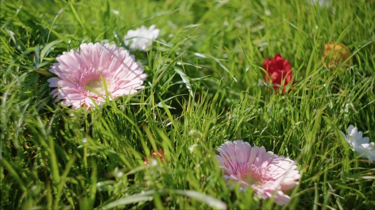 Farverige gerbera tusindfryd hviler i grønt græs, mens kameraet panorerer for at afsløre dem.