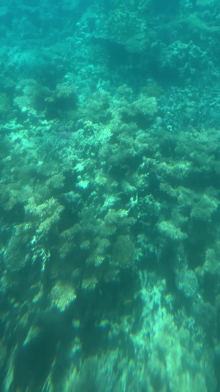 una vista de arrecifes de coral bajo el mar, tiro de cerca