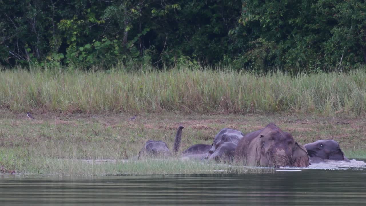 The Asiatic Elephants are Endangered and this herd is having a good time playing and bathing in a lake at Khao Yai National Park
