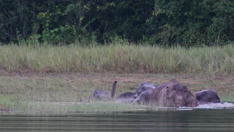 los elefantes asiáticos están en peligro y esta manada se divierte jugando y bañándose en un lago en el parque nacional khao yai