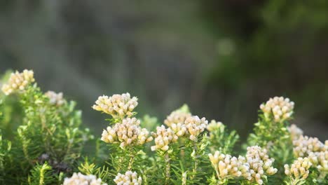 close-up of flowering ozothamnus turbinatus plants