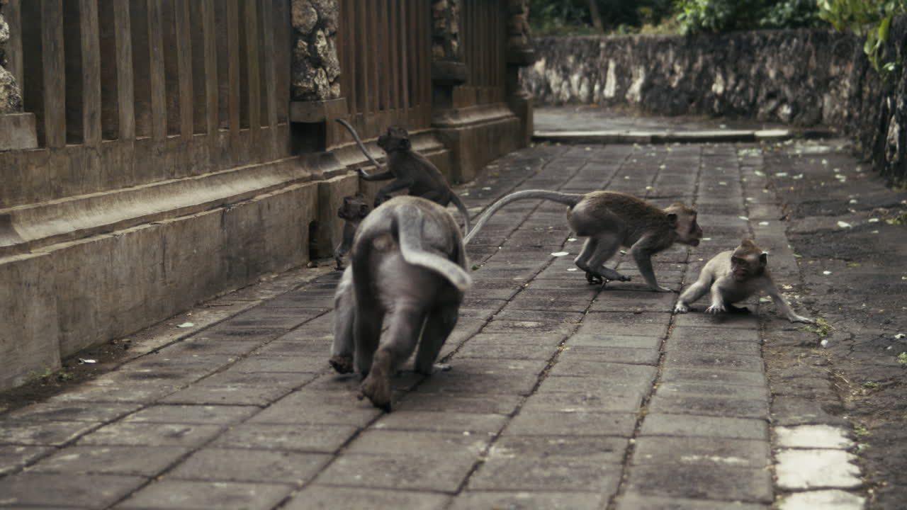 Monkey on temple steps in Indonesia, slow motion wildlife