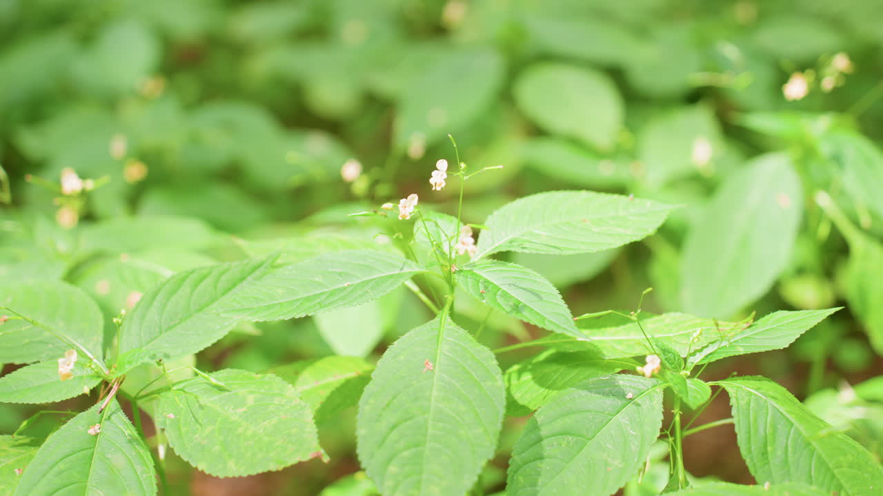 Close up of vibrant green forest plants with delicate small flowers in sunlight, soft natural focus showing rich texture of leaves, gentle tones and fresh natural beauty of wild vegetation