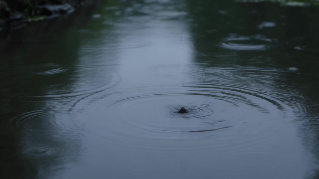 浅い水たまりに落ちる雨粒が広がる輪を作り、植物の反射が映し出される。