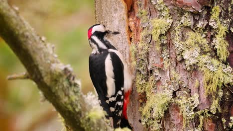 gran pájaro carpintero manchado en un árbol en busca de comida. gran carpintero manchado (dendrocopos major) es un carpintero de tamaño mediano con plumaje negro y blanco y una mancha roja en la parte inferior del vientre