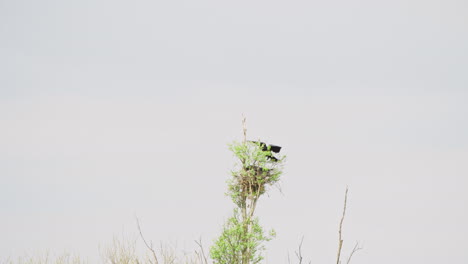 carrion crow flying and landing on top of tall tree with other birds