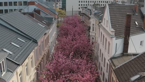 kirschblüte cherry花在城市內的無人機空中拍攝,在hierstraßehierstreetbreitestraßebonn旅遊 25p