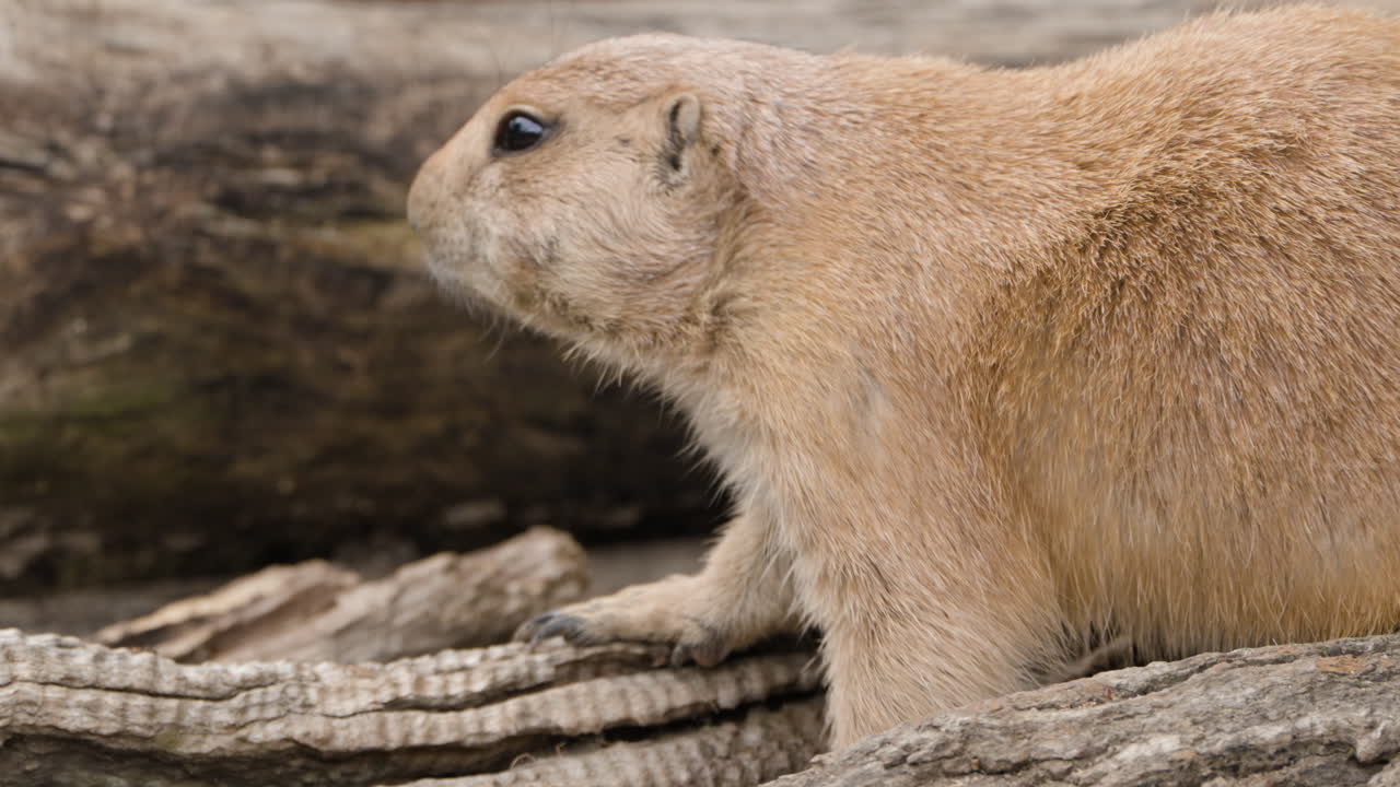 Closeup Of Black-tailed Prairie Dog Walking On The Tree Trunk