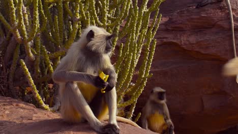 gray langur monkey sitting on a cliff eating banana, monkey peels banana then eats it