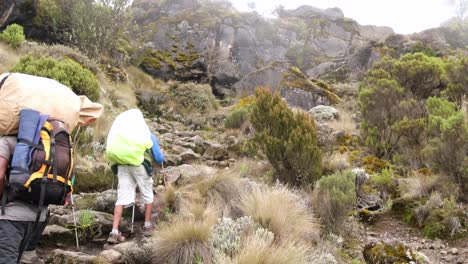 a tourist climbs to the shira camp with a guide through afro-alpine moorlands