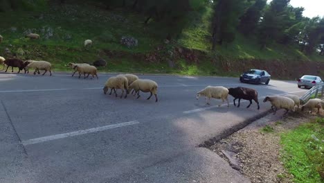 pastor albanés lleva a sus ovejas a través de una carretera pavimentada