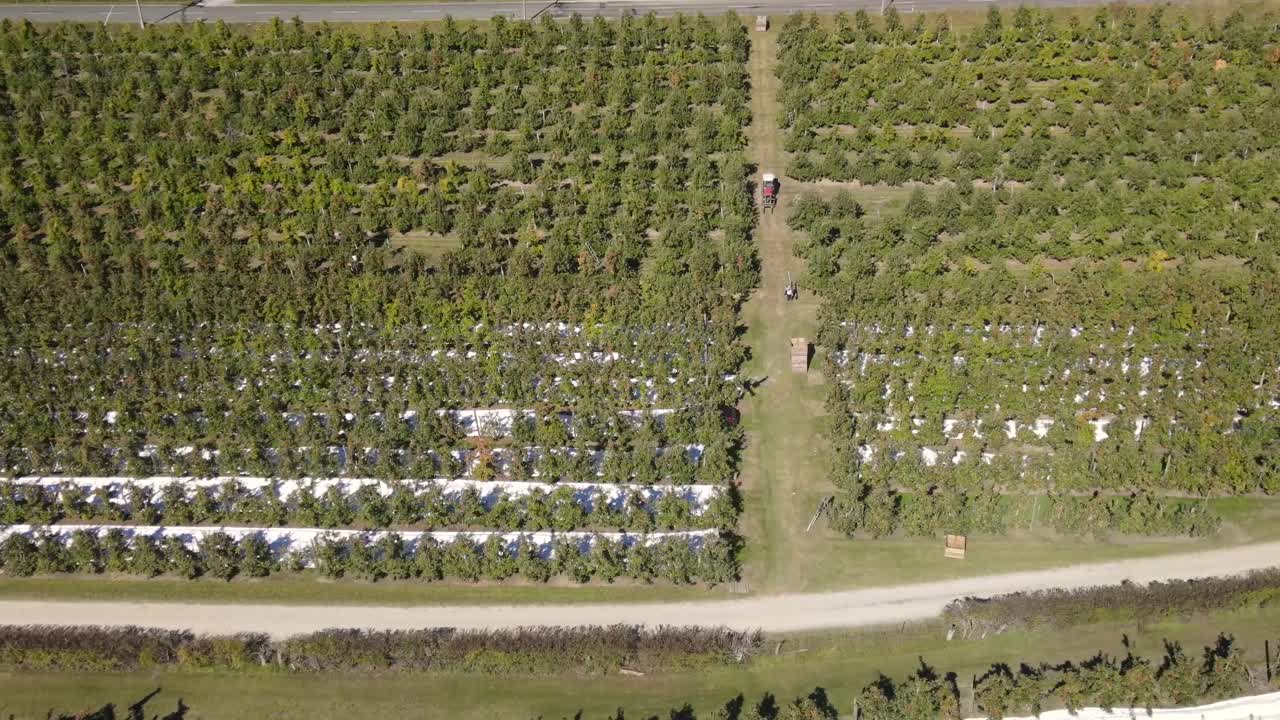 뉴질랜드 에서 사과 과수원 을 수확 하는 일