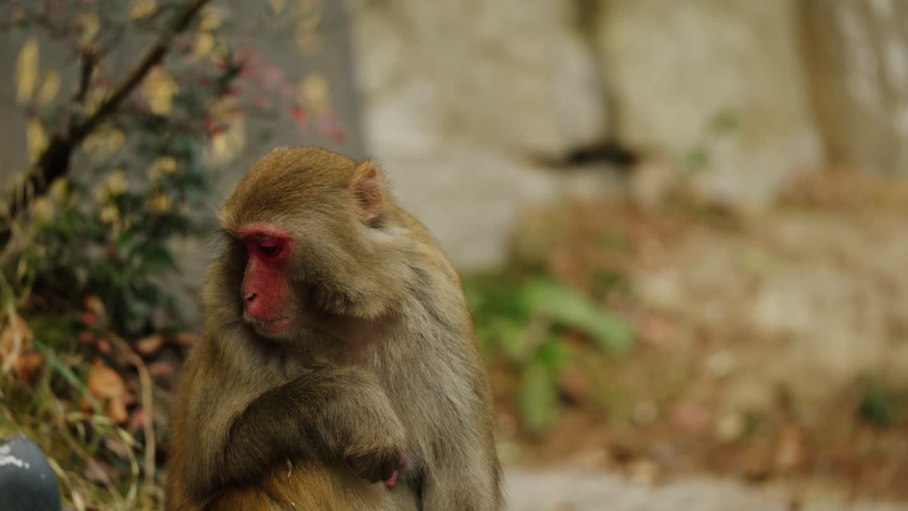 A Tibetan macaque (Macaca thibetana) stares intensely with a red face in Zhangjiajie, China, surrounded by forest.
