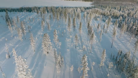 Vista-Del-Bosque-En-La-Nieve-Profunda-Durante-La-Puesta-De-Sol-En-Rovaniemi,-Finlandia