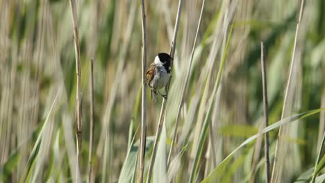 small bird in grassy field