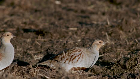 Perfect-closeup-of-gray-partridge-bird-walking-on-road-and-grass-meadow-feeding-and-hiding