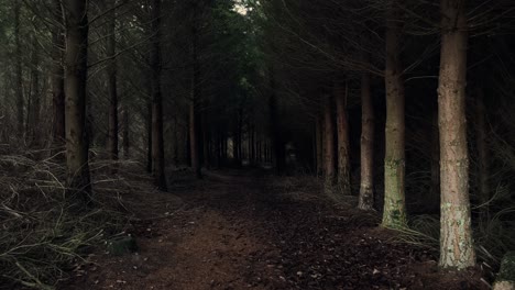 walking through a dark, coniferous forest during dusk