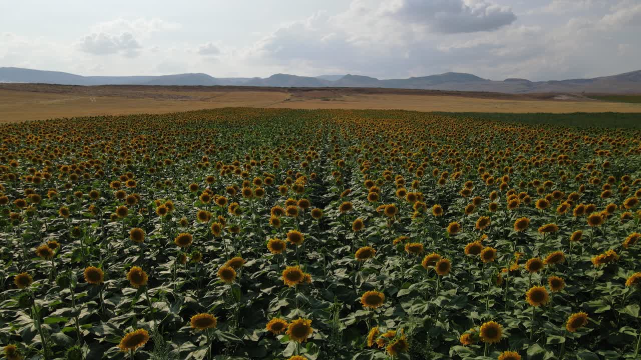 tierra de cultivo de girasol vista aérea