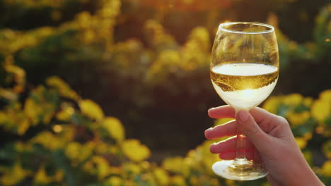 hand with a glass of white wine on the background of the vineyard the setting sun beautifully illumi