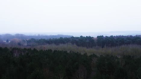 Woodland-En-Los-Fríos-Inviernos-Por-La-Mañana-En-El-Reino-Unido-Y-Una-Pista-Arbolada