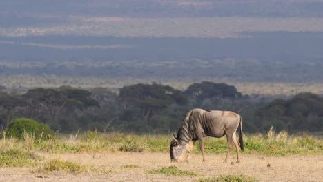 Un-ñu-Solitario-Pastando-En-Las-Llanuras-De-Mara-En-Uhd