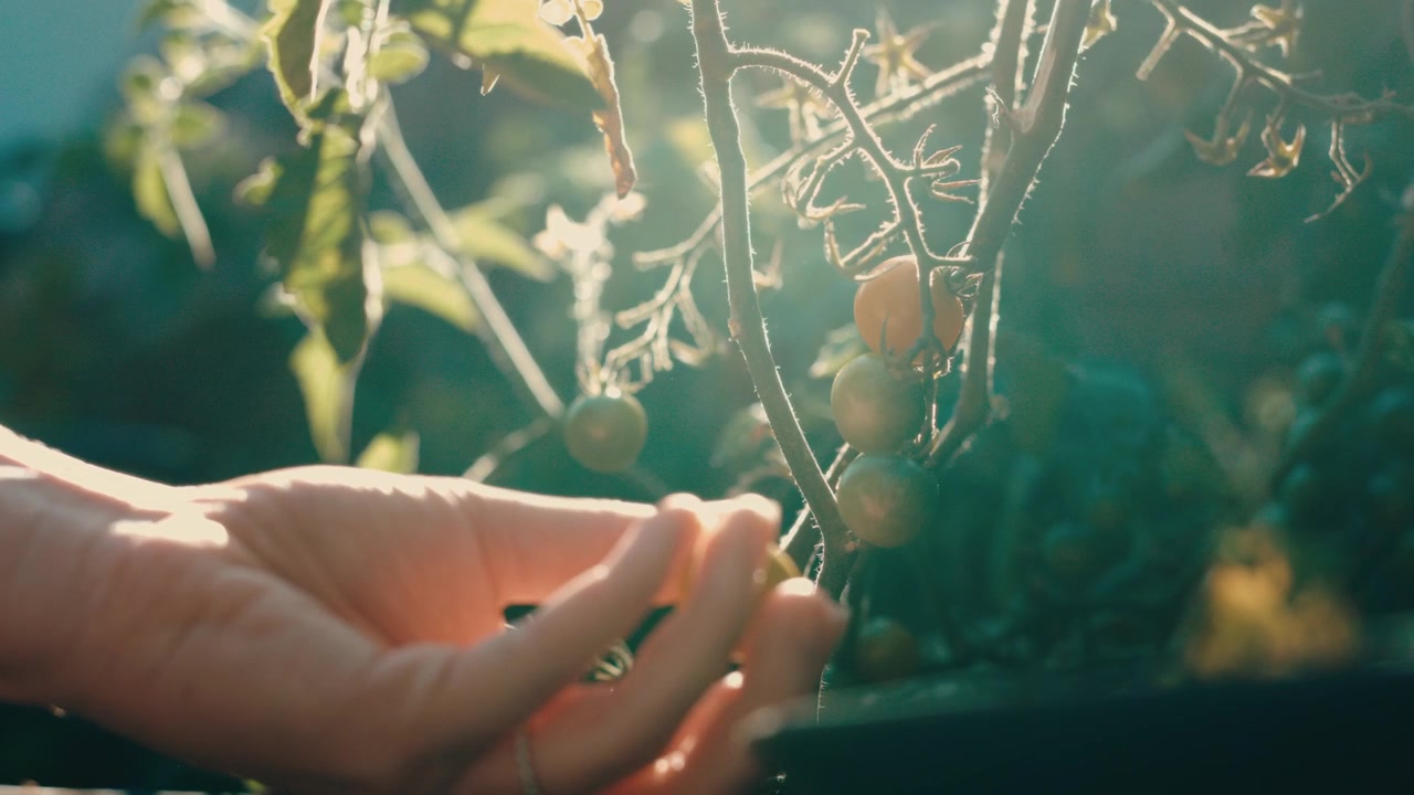 Ruka zahradníka něžně drží zrající cherry rajčata na sluncem zalité révě ve zpomaleném záběru; branding domácích produktů, wellness obsah, vyprávění o organickém pěstování a sklizni.
