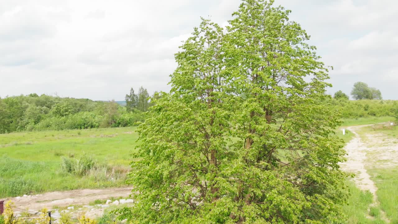 바람 붐 샷에 흔들리는 자작나무