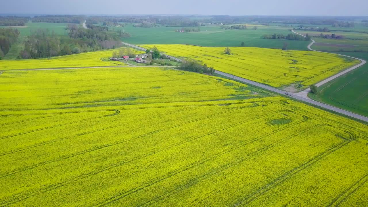 유채 꽃이 만발한 공중 비행, 노란 카놀라 꽃 위로 날아가는 목가적인 농부 풍경, 아름다운 자연 배경, 화창한 봄날, 앞으로 나아가는 높은 드론 샷