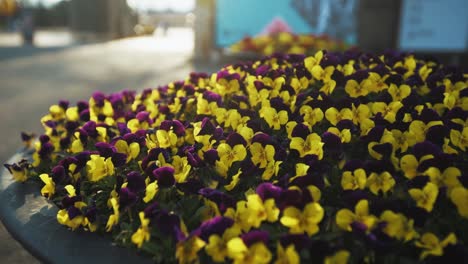 flores de primavera en plena floración en corea del sur balanceadas por el viento