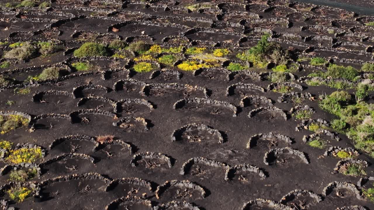 Vineyard fields on volcanic land in Lanzarote, Spain