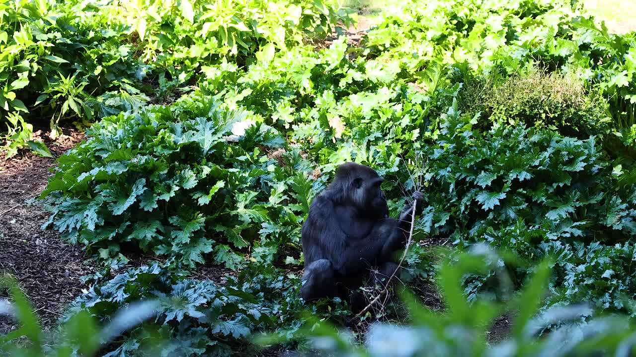 Gorilla con fogliame in un recinto dello zoo