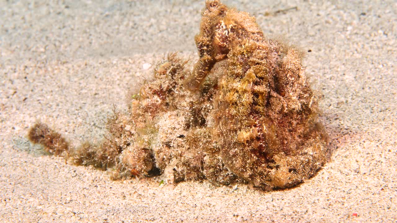 Sea horse in shallow water of coral reef in the Caribbean Sea around Curacao