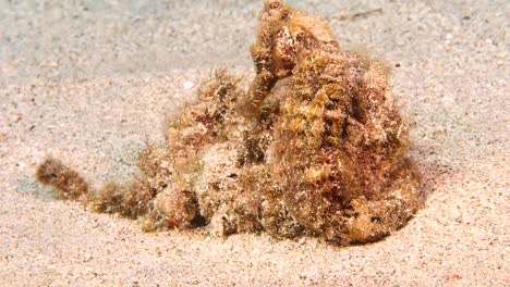 sea horse in shallow water of coral reef in the caribbean sea around curacao