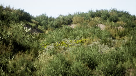 beach dunes with long grass