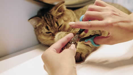 cat nail trimming