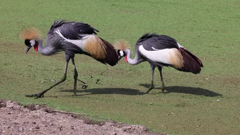 two cranes performing a synchronized mating dance