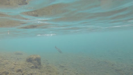 Hooked-Sea-trout-in-Fosssalar-river,-Iceland