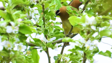 adorable cedar waxwing perched on a branch in its natural habitat