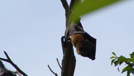 flying fox (fruit bats) hanging on the tree in the royal botanical gardens in sydney, australia