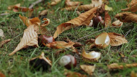 Closeup-of-chestnuts-on-the-ground-with-grass-and-dry-leaves