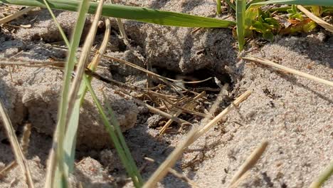 4k-60fps-Zeitraffer-Von-Hummeln,-Die-Am-Schwedischen-Strand-In-Ein-Unterirdisches-Nest-Fliegen