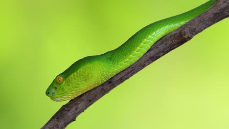 la víbora de labios blancos es una víbora venenosa endémica del sudeste asiático y a menudo se encuentra durante la noche esperando en una rama o rama de un árbol cerca de un cuerpo de agua con muchos alimentos